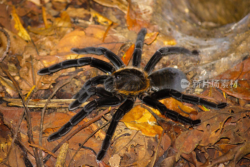 黑狼蛛，印度尼西亚的Haplopelma Doriae